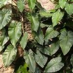 Philodendron burle-marxii موطن