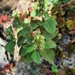 Ocimum campechianum Leaf