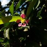 Malpighia glabra Flower