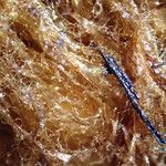 Dryopteris pentheri Sonstige