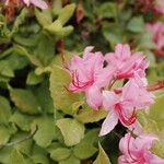 Rhododendron canescens Çiçek