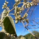 Cordia alliodora Λουλούδι