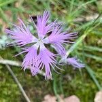 Dianthus hyssopifolius फूल