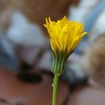 Crepis leontodontoides 花