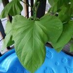 Ipomoea batatas Hoja