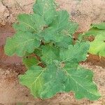 Solanum melongena Лист