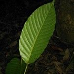 Minquartia guianensis Blatt