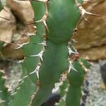 Euphorbia caerulescens ᱪᱷᱟᱹᱞᱤ