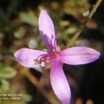 Clarkia modesta फूल