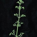 Scrophularia elatior Habitus