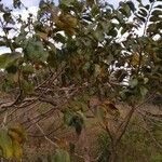 Annona senegalensis Plante entière