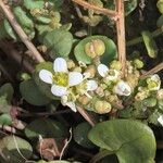 Cochlearia officinalis Lorea