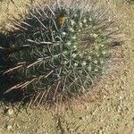 Ferocactus cylindraceus Frutto