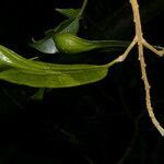 Myroxylon balsamum Fruit