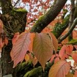 Prunus sargentii Leaf