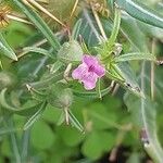 Xanthium spinosum Blüte