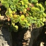 Teucrium pyrenaicum Leaf