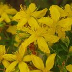 Hypericum perforatum Flower