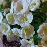 Calibrachoa parvifloraЦветок