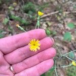 Hieracium scabrum Flower