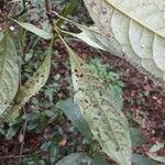 Aniba guianensis Leht