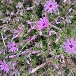 Phlox subulata Λουλούδι