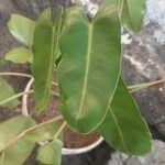 Philodendron erubescensبرگ