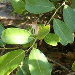 Capparis flexuosa Leaf