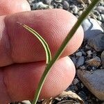 Pilosella piloselloides Leaf