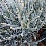 Dudleya densiflora Hoja
