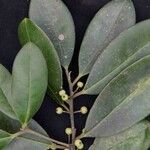 Ilex brasiliensis Leaf