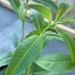 Aloysia citriodora Blad