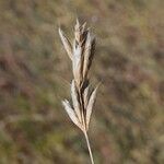 Bromus lanceolatus 果実