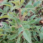 Phacelia heterophylla Leaf