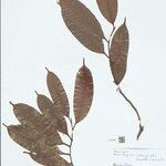 Naucleopsis oblongifolia Yaprak