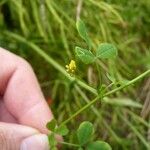 Medicago polymorphaBlomma