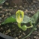 Ceropegia inornata Λουλούδι