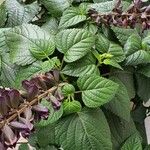 Salvia splendens Blatt