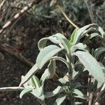 Salvia lavandula Leaf