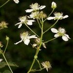 Rubus sulcatus Άλλα