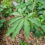 Sauromatum venosum Leaf