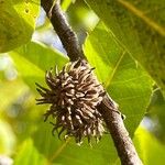 Quercus acutissima Φρούτο