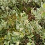 Salix glauca Цвят