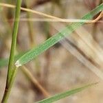 Aristida adscensionis Leaf