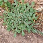 Centaurea melitensis Leaf