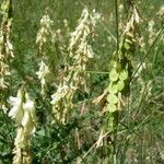 Hedysarum sulphurescens Habitat