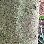 Annona muricata Bark