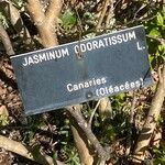 Jasminum odoratissimum Autre