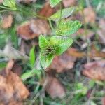 Elephantopus elatus Hoja