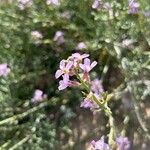 Erucaria hispanica Flower